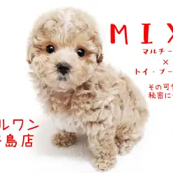 【 MIX犬・マルプー 】 人気のMIX犬!その可愛さの秘密に迫る!