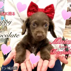 【 ミニチュアダックスフンと7 】全身真っちょこ⁉激レアなチョコレートダックス