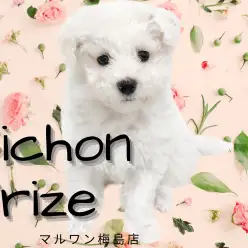 【 ビションフリーゼ 】モコモコなのに抜け毛が少ない!人気のカットもご紹介!