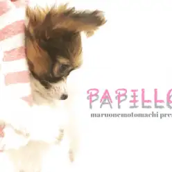 【 パピヨン 】女子の目線をハートマークにしてしまう美少年登場！