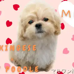 【 MIX犬 】オンリーワン!綺麗なアプリコットカラーのペキプーくんをご紹介!