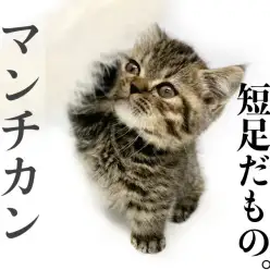 【 マンチカン 】短足×丸顔！？可愛いを詰め込んだ甘えんぼうキジトラマンチ！