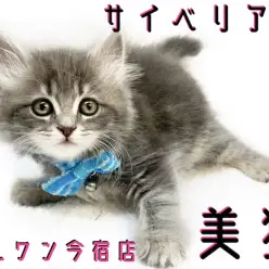 【 サイベリアン 】猫アレルギーを起こしにくい？ロシアが生んだイケメン王子さま！