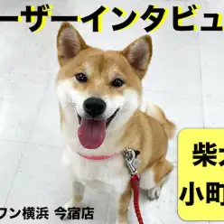 【ユーザーレビュー】横浜今宿店の卒業生インタビュー!初めての柴犬編!