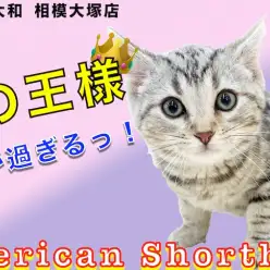 【 アメリカンショートヘア 】シルバータビーと模様が美しい！懐っこい猫の育て方