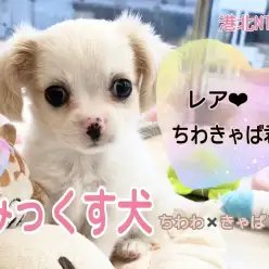 【 ミックス 】漫画ちっくなキュートなお顔！レアなチワキャバ君