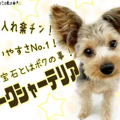 【 ヨークシャーテリア 】毎日のお散歩不要!ご高齢の方にもオススメ穏やかわんこ!
