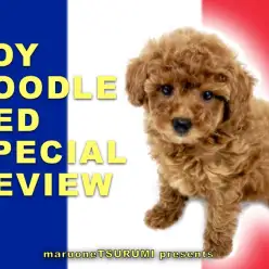 【 トイプードル 】わんちゃん初心者の大本命!スーパーレッド降臨!