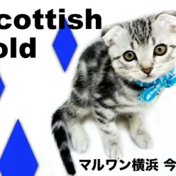 【 スコティッシュフォールド 】甘えん坊の垂れ耳！3本ラインと天使のお耳に注目！