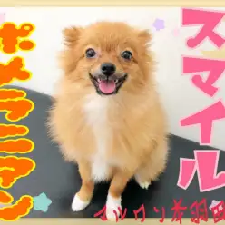 【 ポメラニアン 】生後8ヶ月の体重1.9kg！キラースマイルが可愛い女の子！