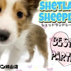 【 シェットランドシープドック 】可愛らしくも頼もしい最高のパートナー
