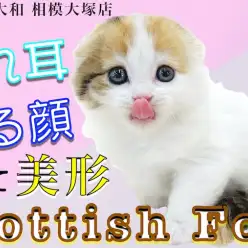 【 スコティッシュフォールド 】垂れ耳と丸顔！オリジナリティの高いキャリコバン