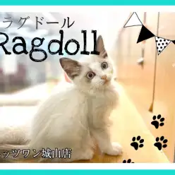 【 ラグドール  】可愛くて、賢くて、甘え上手のパーフェクトキャット