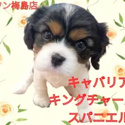 【 キャバリア 】フレンドリーなキャバリアちゃんの性格とその特徴とは?