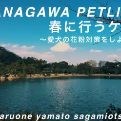 【 神奈川ペットライフ 】愛犬にも花粉対策が必要?この時期にしてあげたいケアとは