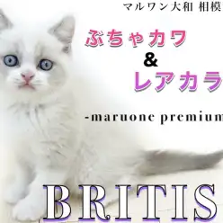 【 ブリティッシュショートヘア 】必見！希少ブルーポイントバイカラー男の子登場！