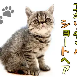 【 エキゾチック 】希少猫種!鼻ぺちゃブサかわフェイスが武器の元気ボーイ!