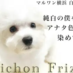 【 ビションフリーゼ 】小さめの純白アフロ犬！子犬の時期に触っておく2箇所とは？