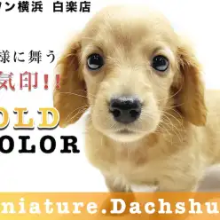 【 M.ダックスフント 】小さめ！生後2ヶ月で869g！健康の維持ポイントも紹介