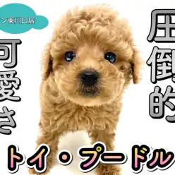 【 トイプードル 】小さめタイニー系プードル!ワンコ初心者やお子様向けの理由を解説!