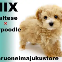 【 マルプー 】2頭身BODYの癒し系！初心者必見のスーパーハイブリッドMIX！