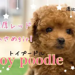 【 トイ・プードル 】濃厚レッド・元気いっぱい毛量たっぷり小さめGirl!