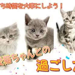 【 仔猫ちゃんと共同生活 】お家時間が増えてきたこの時期、愛猫ちゃんとの過ごし方