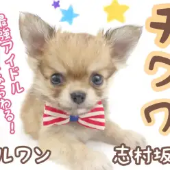 【 チワワ 】ドワーフ体型&マズル短め！かわいいが大渋滞すぎるチワワ君登場！