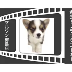 【 コーギー 】希少カラー!ブラックヘッドって?コーギーとの生活教えます!