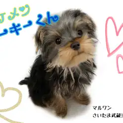 【 ヨークシャーテリア 】元気いっぱいな性格!お子様がいるご家庭にオススメです!