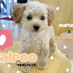 【 マルプー 】テディーベアカットが似合うあざといベビーフェイスの小さめガール！