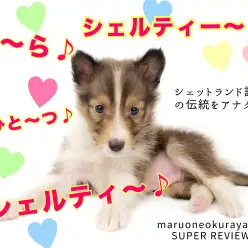 【 シェットランドシープドッグ 】アナタニモシェルティー・・・登場!!