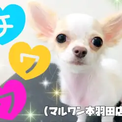 【 チワワ 】最強の甘えん坊！止まらない尻尾と幼いお顔に心奪われます！