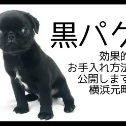 【 黒パグ 】ブラックコートが魅力！効果的お手入れ方法も公開！