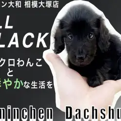 【 カニンヘン・ダックスフント 】小さな手乗りサイズ！レアな毛色オールブラック！