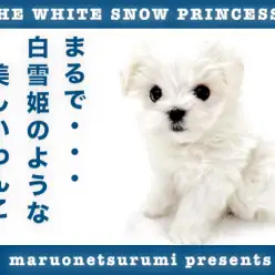 【 マルチーズ 】まるで白雪姫のような美しさ！パパはアメリカンチャンピオン！