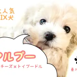 【 マルチーズ×プードル 】ハイブリットなMIX犬マルプー!良い所取りの人気犬種!!