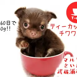 【 チワワ 】生後60日で460g!ティーカップサイズのチョコ色チワワ!