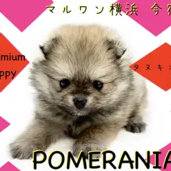 【 ポメラニアン 】極小家系の手乗りたぬき!成犬時予想2kg前後の小さめポメ!