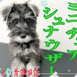 【 ミニチュアシュナウザー 】童顔健在！おっとりした性格で飼いやすい男の子！