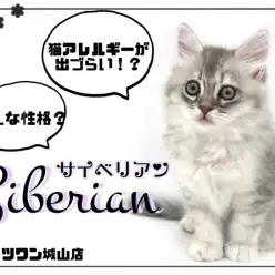 【 サイベリアン 】ふわふわな毛はちょっと特別！お手入れ上手な大型猫