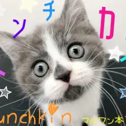 【 マンチカン 】ブルーの仮面をかぶった足長マンチカン激カワCAT登場！