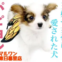 【 パピヨン 】王妃や女帝も愛した気品溢れる究極の愛され犬