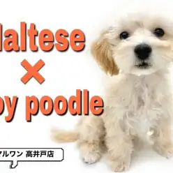 【 マルプー 】人気NO.1MIX!その理由とお手入れ方法もご紹介!!