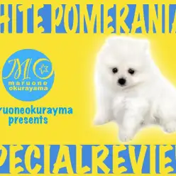 【 白ポメラニアン 】あなたの色に染まりたい!純白のゴマアザラシポメ!!