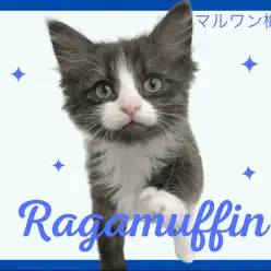 【 ラガマフィン 】お子さんとの相性抜群な性格!可愛い模様にも注目です!