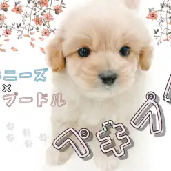 【 MIX 】MIX犬の中でも人気上位!滅多に出会えないペキプーがやって来た!!