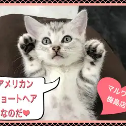 【 アメリカンショートヘア 】人馴れしているなら!シルバータビーのアメショー!