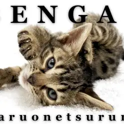 【 ベンガル 】生後約2ヶ月のくっきりロゼット！甘えん坊なワイルドガール！