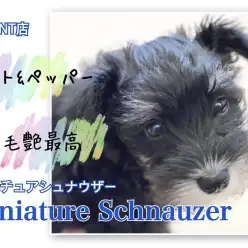 【 ミニチュアシュナウザー 】毛艶最高！ソルト&ペッパーの女の子レビュー！
